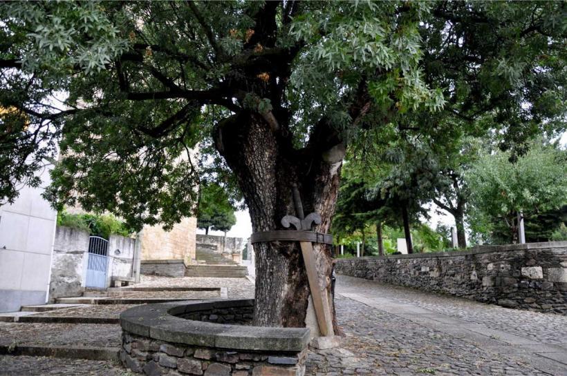 Freixo Duarte D’ Armas